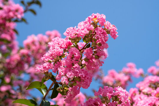 Lagerstroemia indica in blossom. Beautiful pink flowers on Сrape myrtle tree on blurred blue sky background. Selective focus.