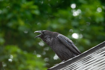 Common Raven calling from a roof, 