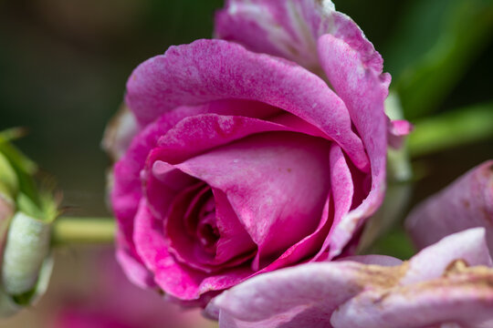 Close up of Beautiful pink rose in garden. High quality photo