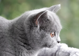 British Shorthair, Brits Korthaar