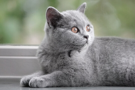 British Shorthair, Brits Korthaar