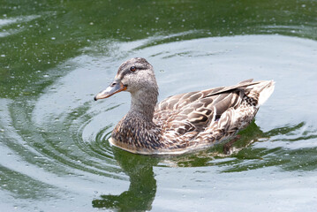 Mallard Swimming through the pond