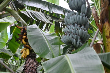 Bananenbaum mit Bananen