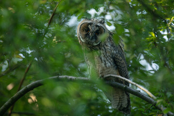 Close up of young long eared owl (Asio otus) gazing by big eyes from dense branch deep in crown. Wildlife tranquil portrait of bird in natural habitat background.