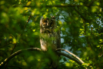 Close up of young long eared owl (Asio otus) gazing and sitting on dense branch deep in crown. Wildlife tranquil portrait shot of bird in natural habitat background.