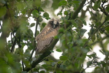 Close up of young long eared owl (Asio otus) sitting and sleeping on dense branch deep in crown. Wildlife tranquil portrait scene of bird in nature habitat background.