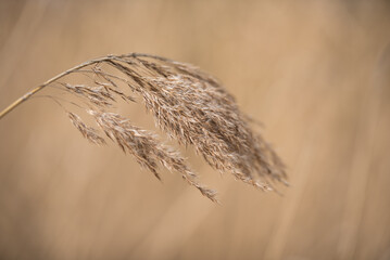 Dry reed before soft brown background © Karoline Thalhofer