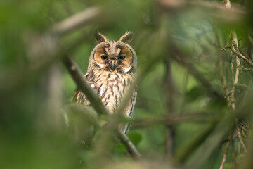 Close up of young long eared owl (Asio otus) gazing by big eyes from dense branch deep in crown. Wildlife tranquil portrait of bird in natural habitat background.