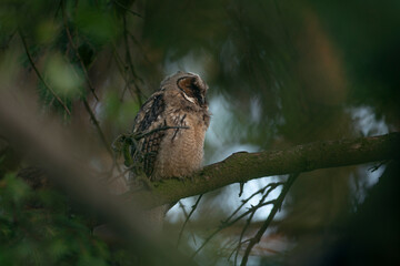 Close up of young long eared owl (Asio otus) sitting and sleeping on dense branch deep in crown. Wildlife tranquil portrait of bird in natural habitat background.