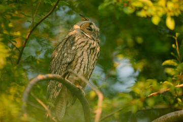 Close up of young long eared owl (Asio otus) sitting and sleeping on dense branch deep in crown. Wildlife tranquil portrait scene of bird in nature habitat background.