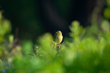 American Goldfinch perched in a bush