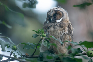 Close up of young long eared owl (Asio otus) sitting and sleeping on dense branch deep in crown. Wildlife tranquil portrait of bird in natural habitat background.