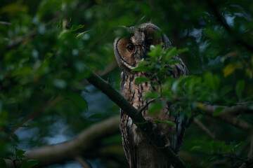 Close up of young long eared owl (Asio otus) gazing by big eyes from dense branch deep in crown. Wildlife tranquil portrait of bird in natural habitat background.