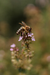 Pszczoła  © WaterLilyPhoto