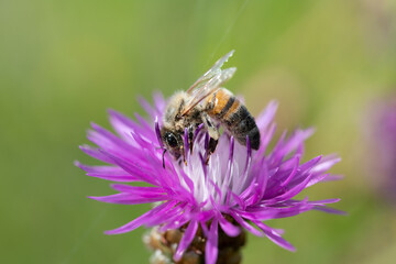 Close-up of a tiny bee sitting on a purple and white wildflower. The background is light green. The sun is shining.