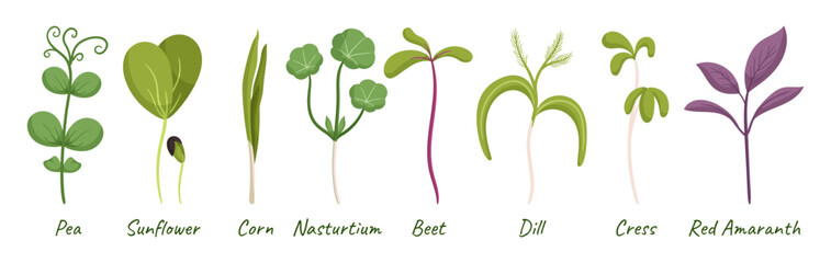 Microgreens Pea, Sunflower, Corn And Nasturtium. Beet, Dill, Cress And Red Amaranth Sprouts. Healthy Green Seedlings