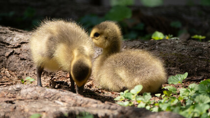 Baby Geese In the Park