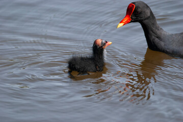 Common Gallinule Family in a pond