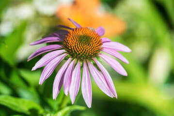 Fototapeta premium Echinacea flower in the garden after rain.