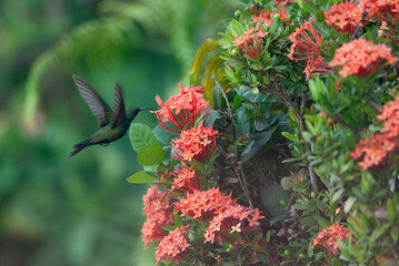 Hummingbird Hispaniolan Mango feeding on nectar