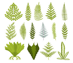 Set Of Lush, Green Fern With Delicate, Feathery Leaves. Thrives In Shady Environments And Adds A Touch Of Elegance © Anna Syvak