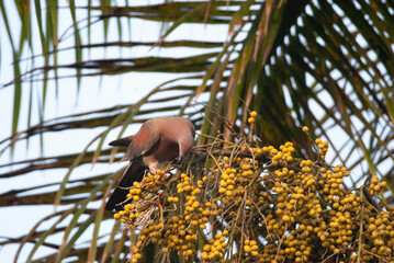 Plain Pigeon eating fruit in a Palm Tree