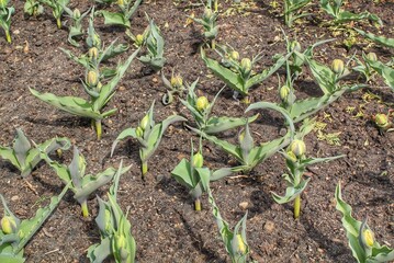 Tulips sprouting out of cold spring ground.Fresh growth,emerging from flower beds at park.Early spring in garden,concept awakening of nature.Bulbs flowers growing at backyard.First young green plants