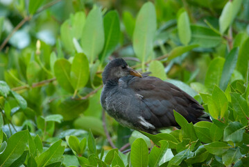 Immature Common Gallinule in a Mangrove