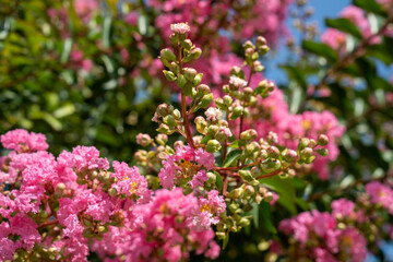 Lagerstroemia indica in blossom. Beautiful pink flowers on Сrape myrtle tree on blurred green background. Selective focus.