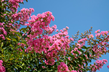 Lagerstroemia indica in blossom. Beautiful pink flowers on Сrape myrtle tree on blurred blue sky background. Selective focus.
