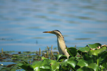 Little Bittern (Ixobrychus minutus) between water hyacinths in Asi River. Selective focus on the bird.