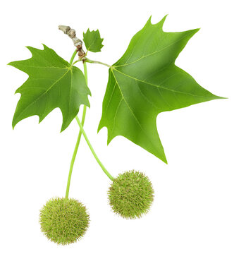 branch of sycamore plane tree isolated on white bacground. Top view. Flat lay
