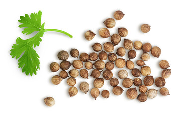 Dried coriander seeds with fresh green leaf isolated on white background. Top view. Flat lay