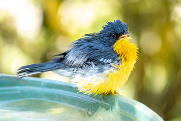 Tropical Parula (Setophaga pitiayumi) is a small New World warbler. It is a small passerine bird.	