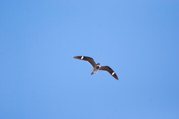 Antillean Nighthawk hunting Overhead