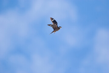 Antillean Nighthawk hunting Overhead