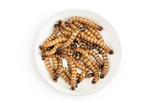 Worms larvae zophobas in ceramic bowl isolated on white background. Food for exotic animals. Top view. Flat lay