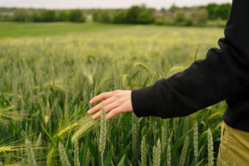 a woman's hand touches green wheat and walks through the field. the concept of the food crisis and the value of organic farming