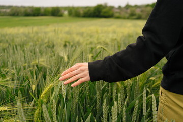 a woman drives through a field and touches green wheat. the concept of organic farming, the value of growing food products