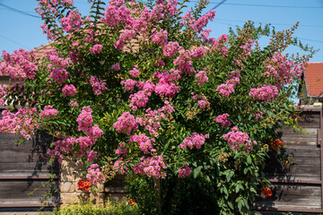 Lagerstroemia indica in blossom. Beautiful pink flowers on Сrape myrtle tree on blurred blue sky background. Selective focus.