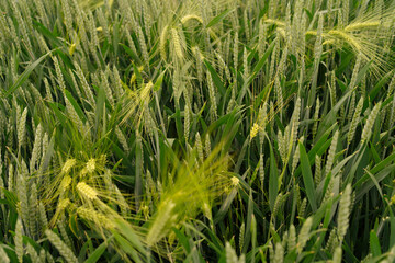 background of green ripening wheat top view. the concept of organic food growing and farming