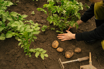 female hands take care of planted potatoes in wet black earth soil in the garden. the concept of organic farming and crop production