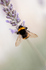 fluffy bumblebee on lavender 