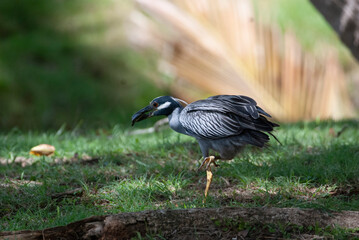 Yellow Crowned Night Heron eating a turtle