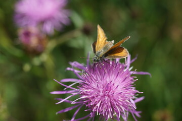 Blühende Skabiosen Flockenblume, Centaurea scabiosa mit einem Falter