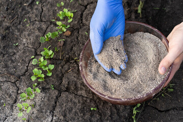 a woman's hand sprinkles ash on a small arugula sprout, crop protection from pests and fertilizer...