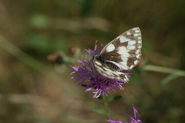 Schöner Schmetterling, Melanargia galathea, Schachbrett