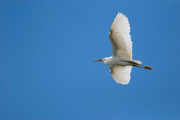 Garca, Cattle Egret, Flying overhead