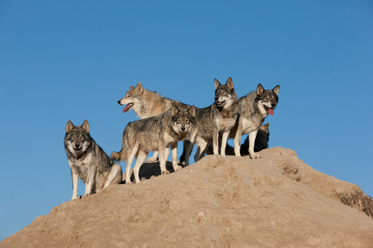 Wolf Pack