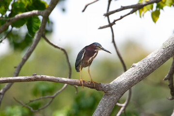 Green Heron perched in a Tree